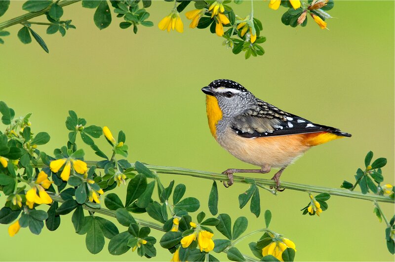 Spotted Bird on Branch — Green, Calm, Spring