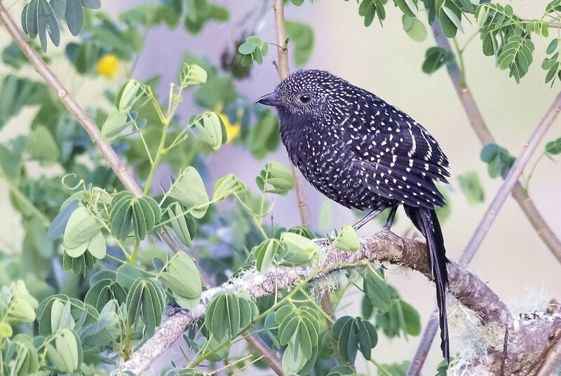 Spotted Bird on Branch — Green, Calm