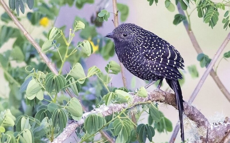 Spotted Bird on Branch — Green