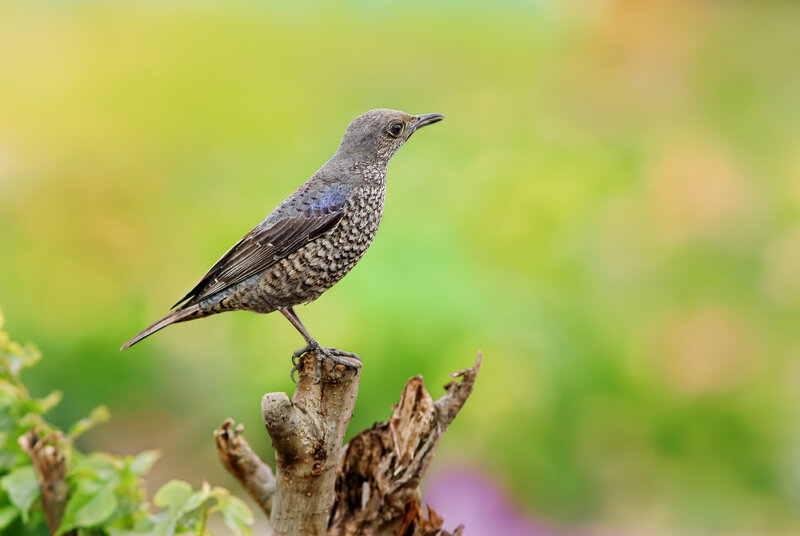 Spotted Bird on Branch