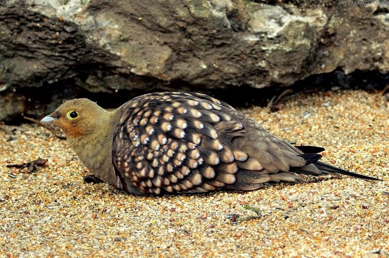 spotted bird on sandy ground