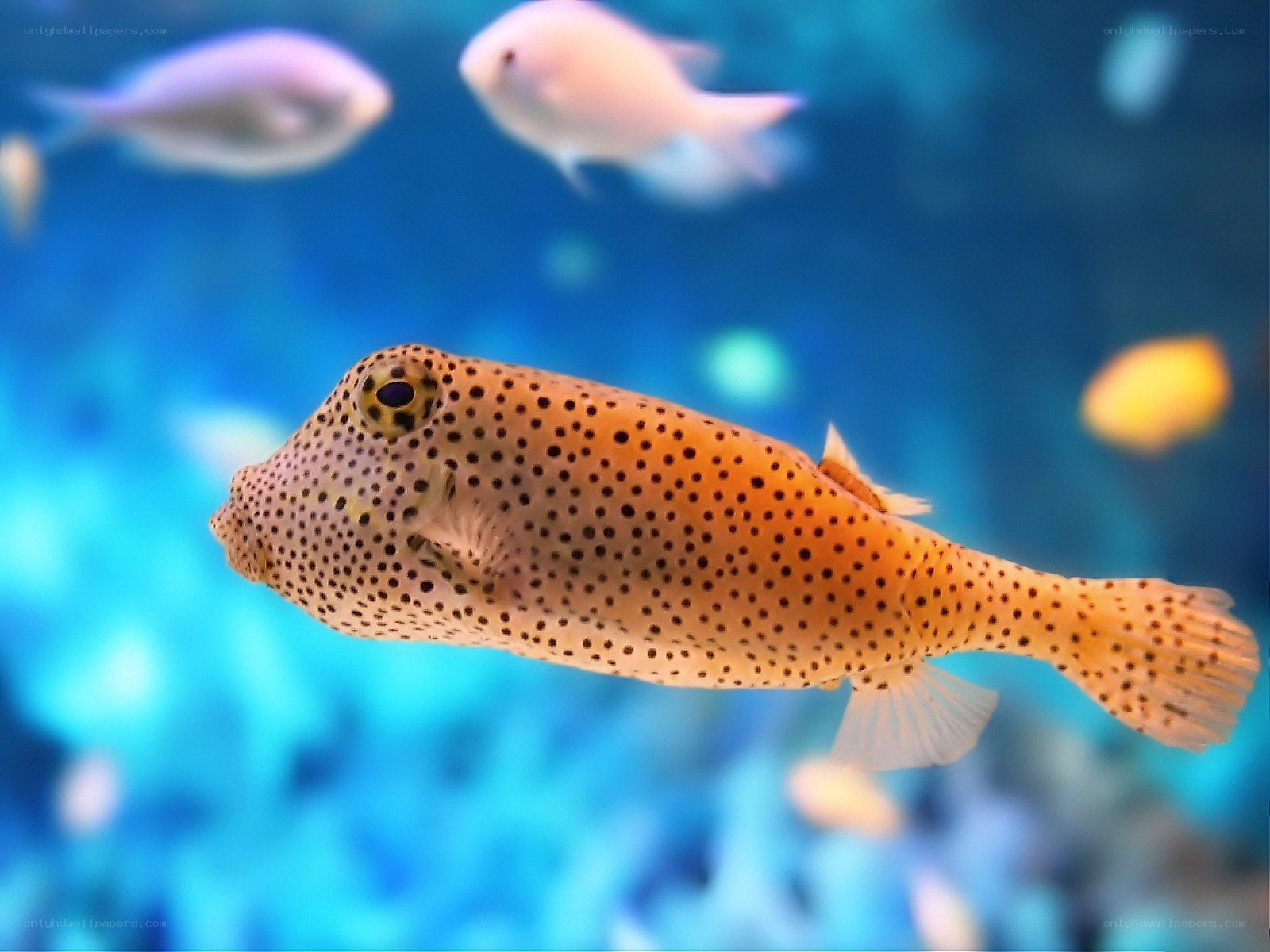 spotted boxfish in blue water