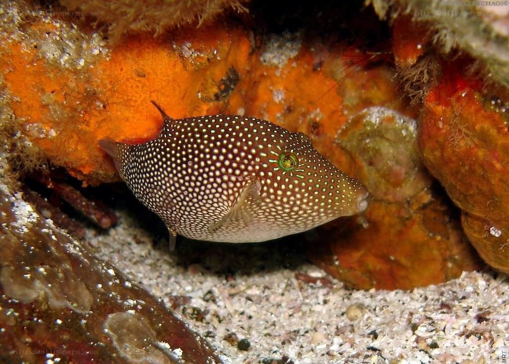 spotted boxfish in coral reef
