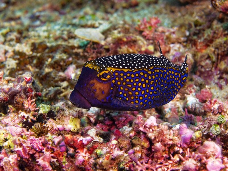 Spotted Boxfish
