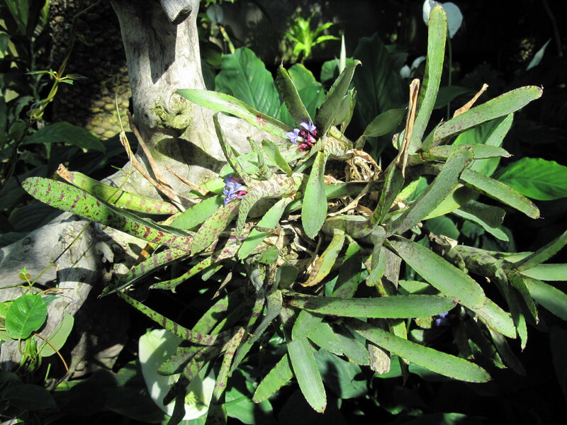 Spotted Bromeliad Plant