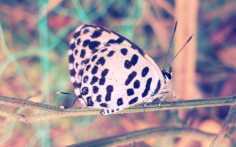 Spotted Butterfly on Branch