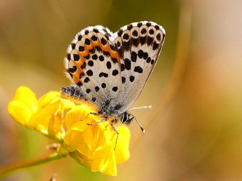Spotted Butterfly on Flower
