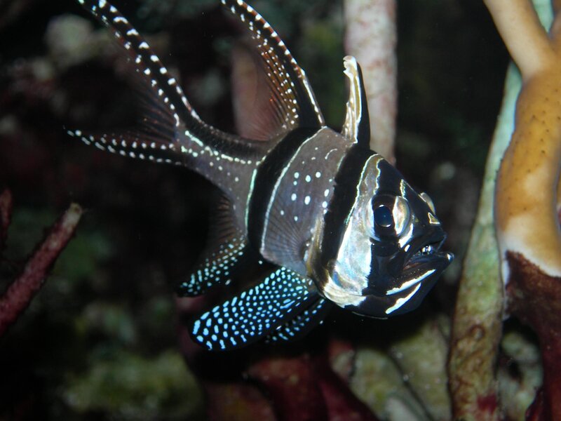 spotted cardinalfish