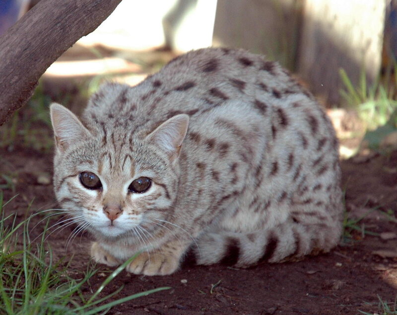 Spotted Cat Crouching