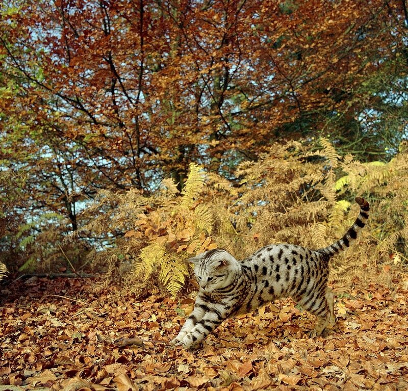 Spotted Cat in Autumn