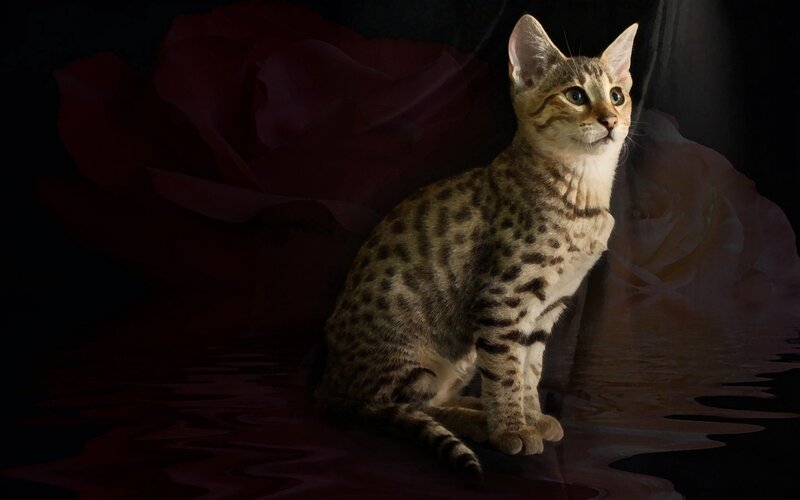Spotted Cat in Dark Setting