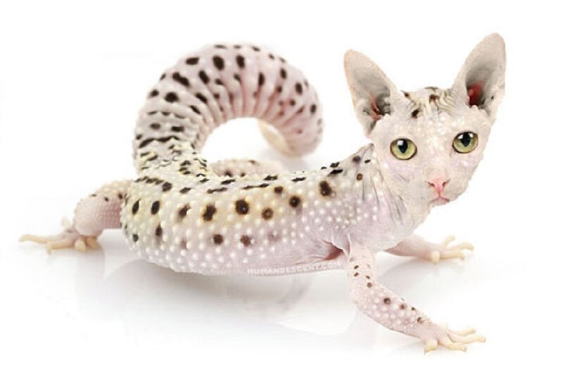 Spotted Cat-like Lizard