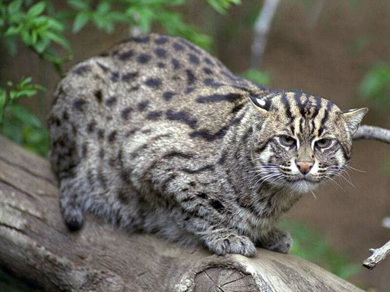Spotted cat on a log