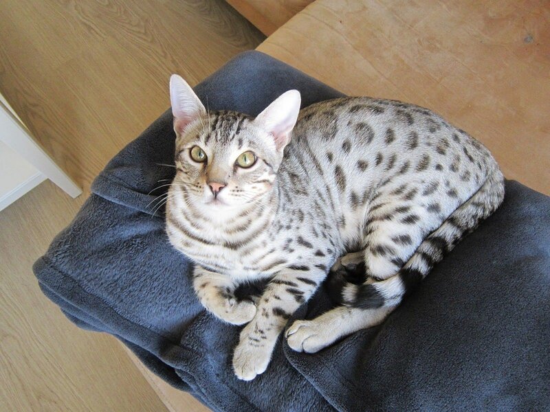 Spotted Cat on Blanket