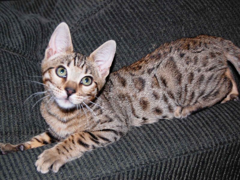 Spotted Cat on Couch