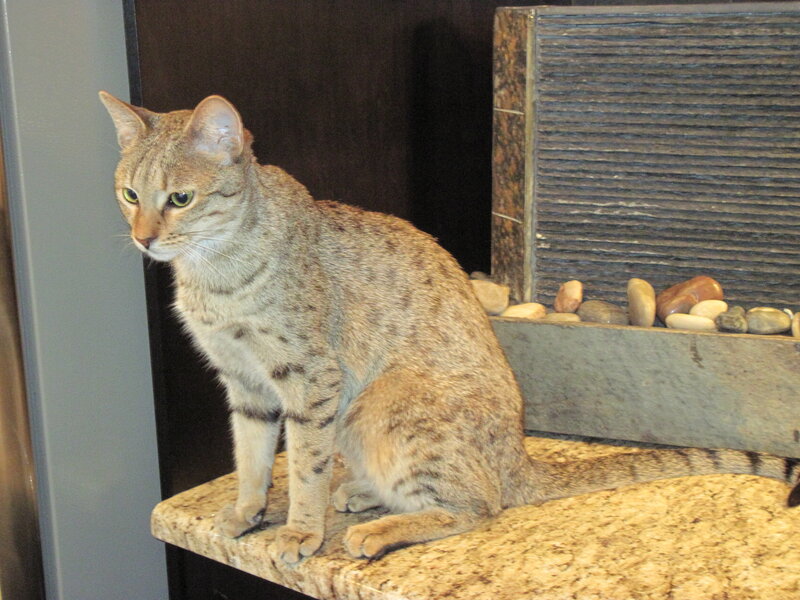 Spotted Cat on Counter