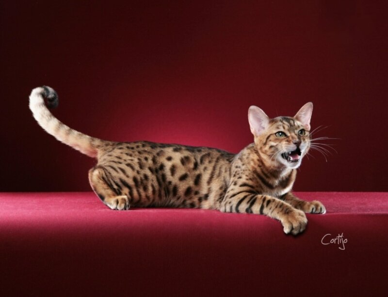 Spotted Cat on Red Surface