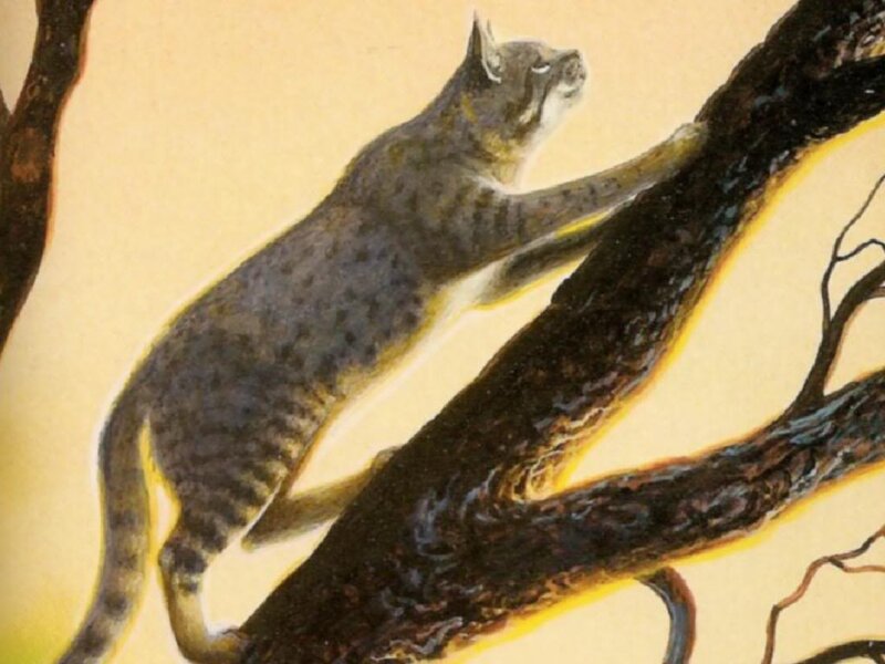 Spotted Cat on Tree