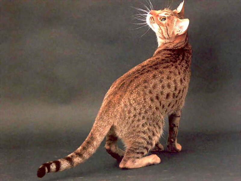 Spotted Cat Standing