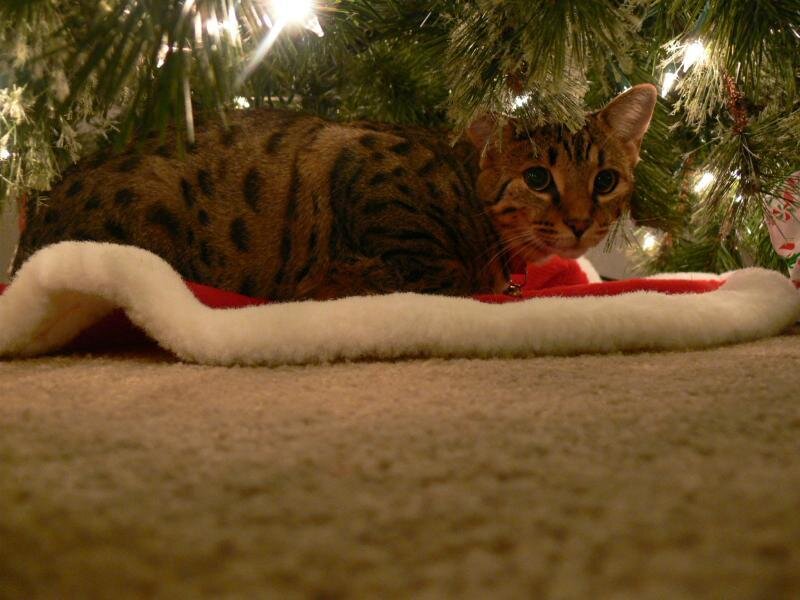 Spotted Cat under Tree