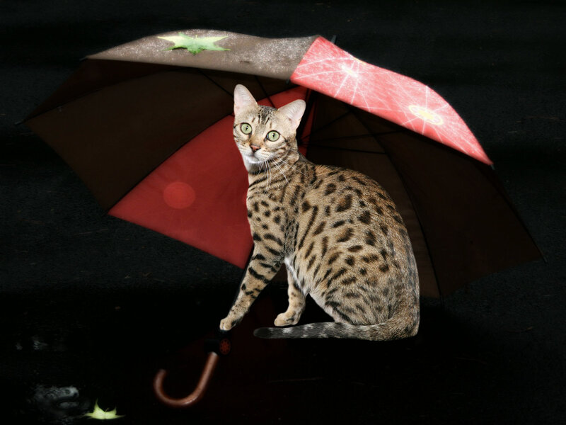 Spotted Cat under Umbrella