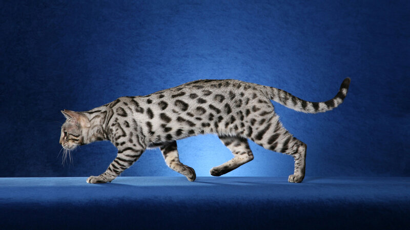 Spotted Cat Walking