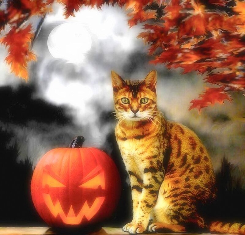 Spotted Cat with Pumpkin