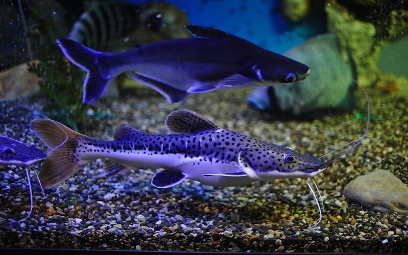 Spotted Catfish in Aquarium — Blue