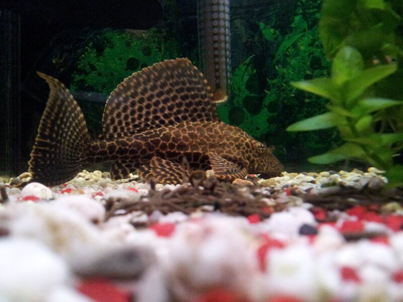 spotted catfish in aquarium