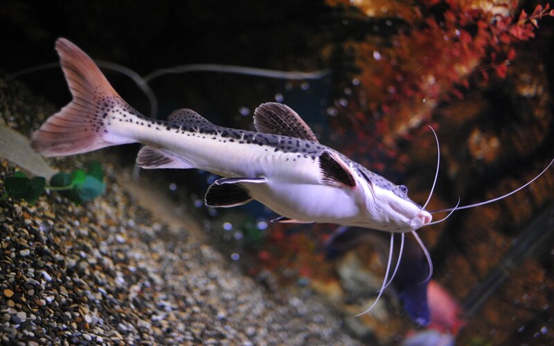Spotted Catfish in Aquarium — White