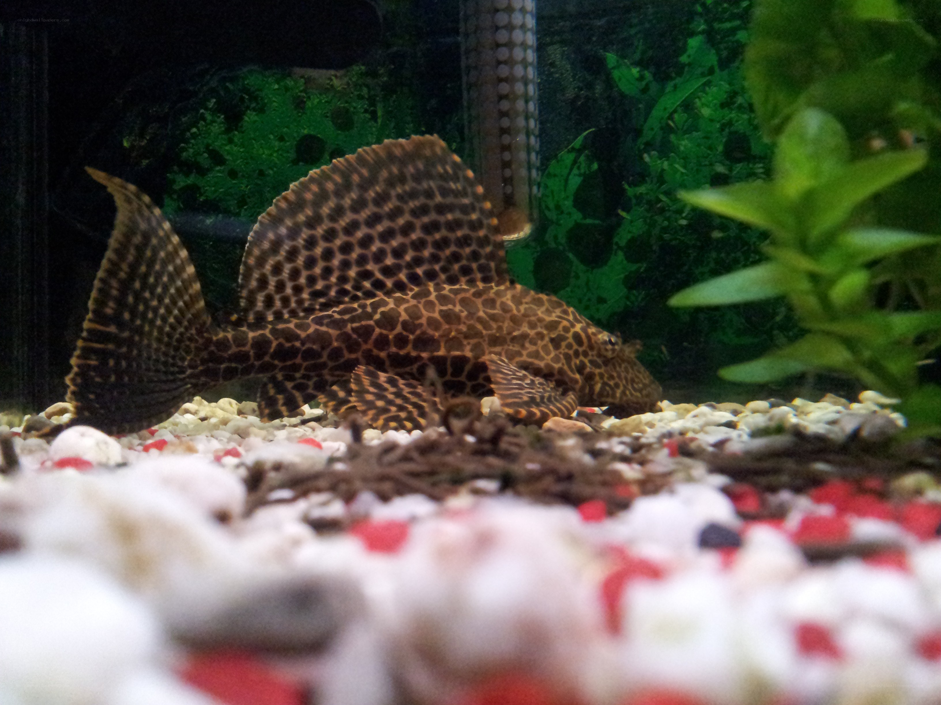 spotted catfish in aquarium