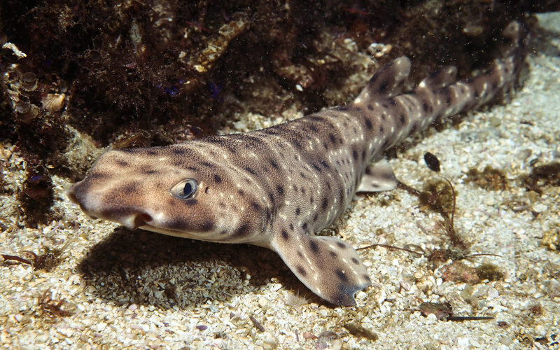 Spotted Catshark on Seafloor
