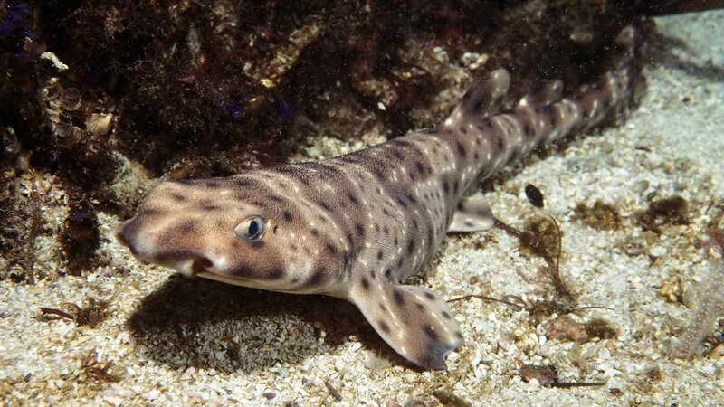 Spotted catshark on the seafloor