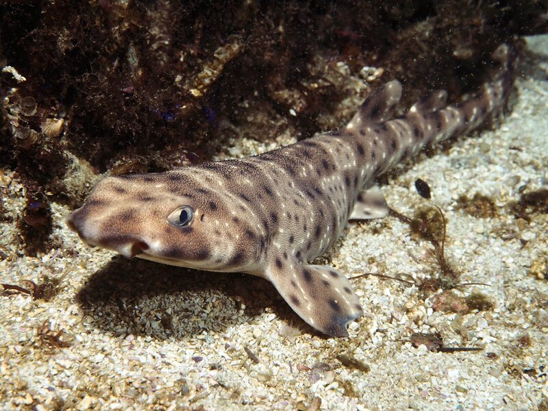 Spotted catshark on the seafloor