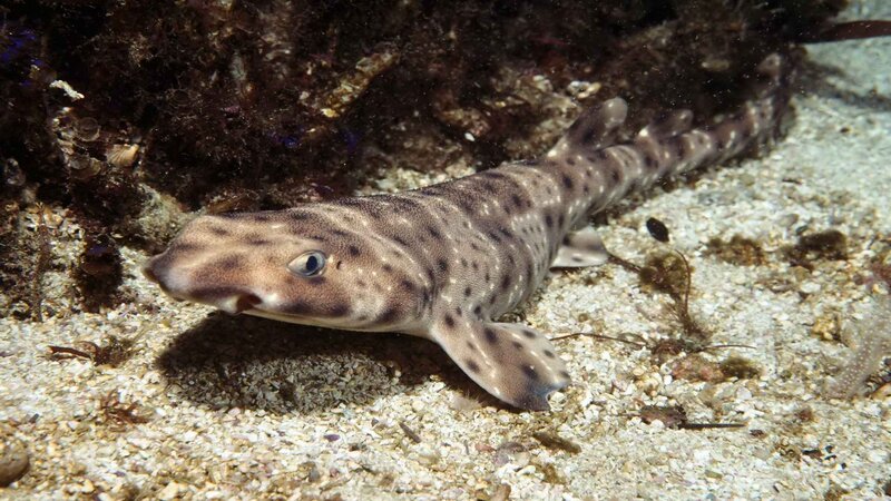 Spotted Catshark