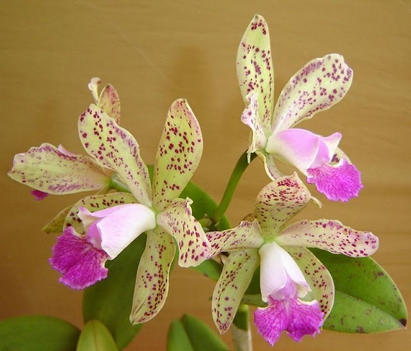 Spotted Cattleya Orchid