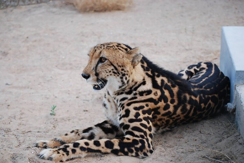 Spotted Cheetah Lying Down