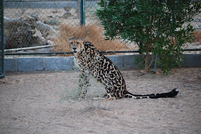 Spotted Cheetah Sitting