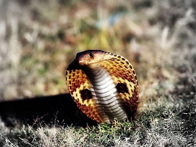 Spotted Cobra in Grass