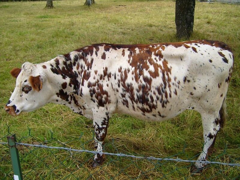 Spotted Cow in Field