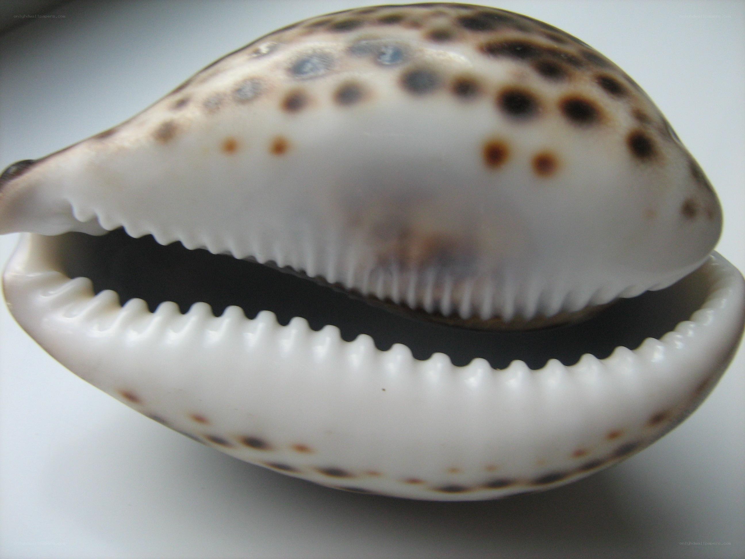 spotted cowrie shell