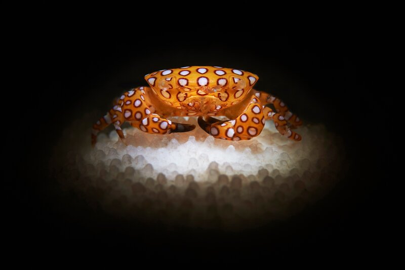 Spotted Crab on Coral