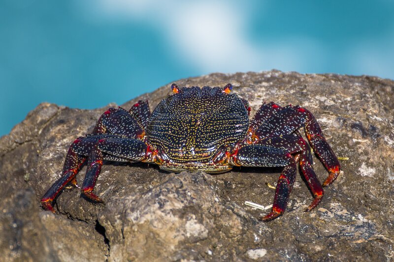Spotted Crab on Rock