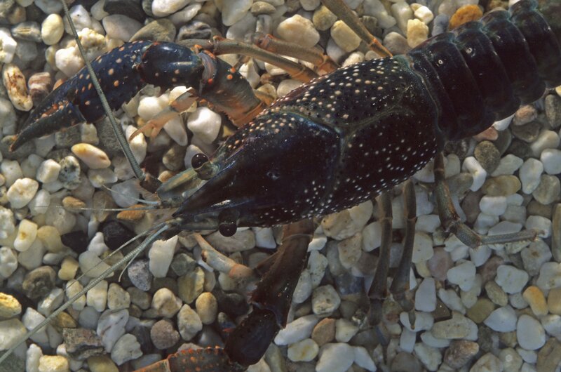 spotted crayfish on pebbles