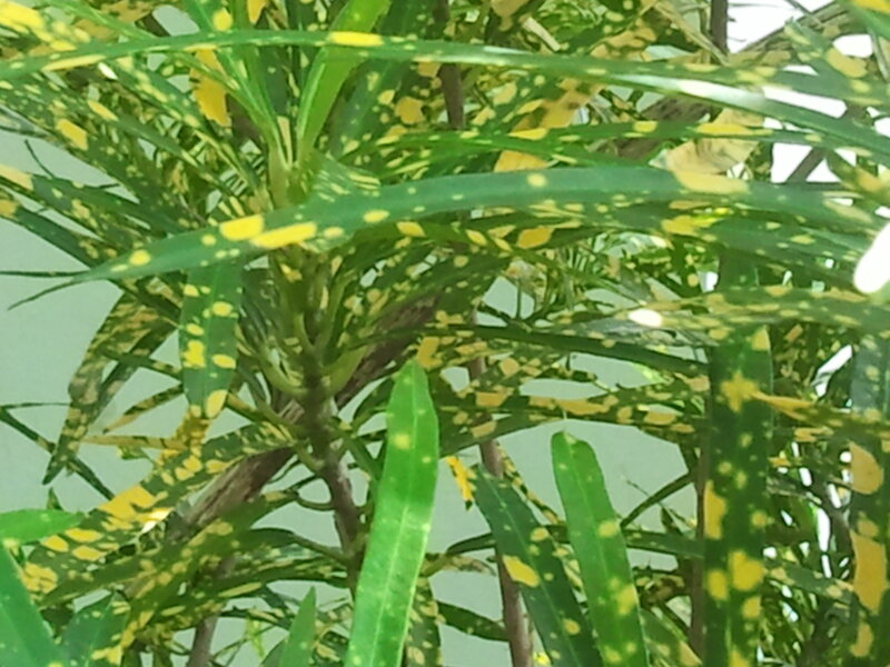 Spotted Croton Plant — Green, Natural
