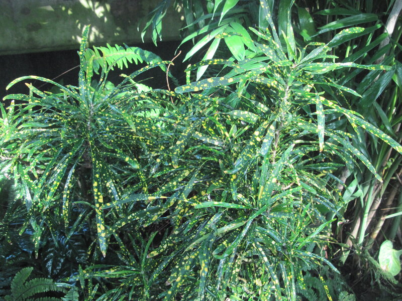 Spotted Croton Plant — Green