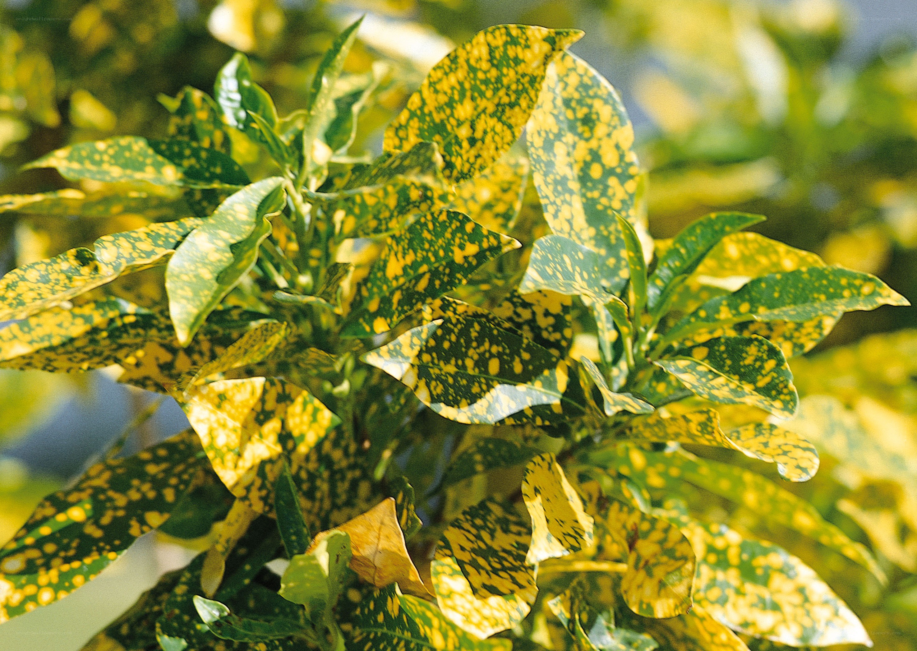 spotted croton plant leaves