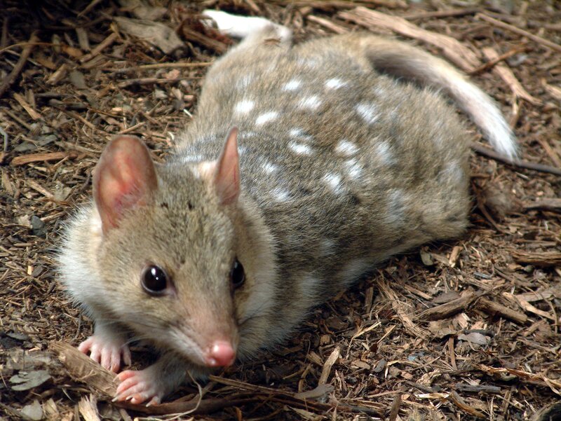 Spotted dasyure on forest floor
