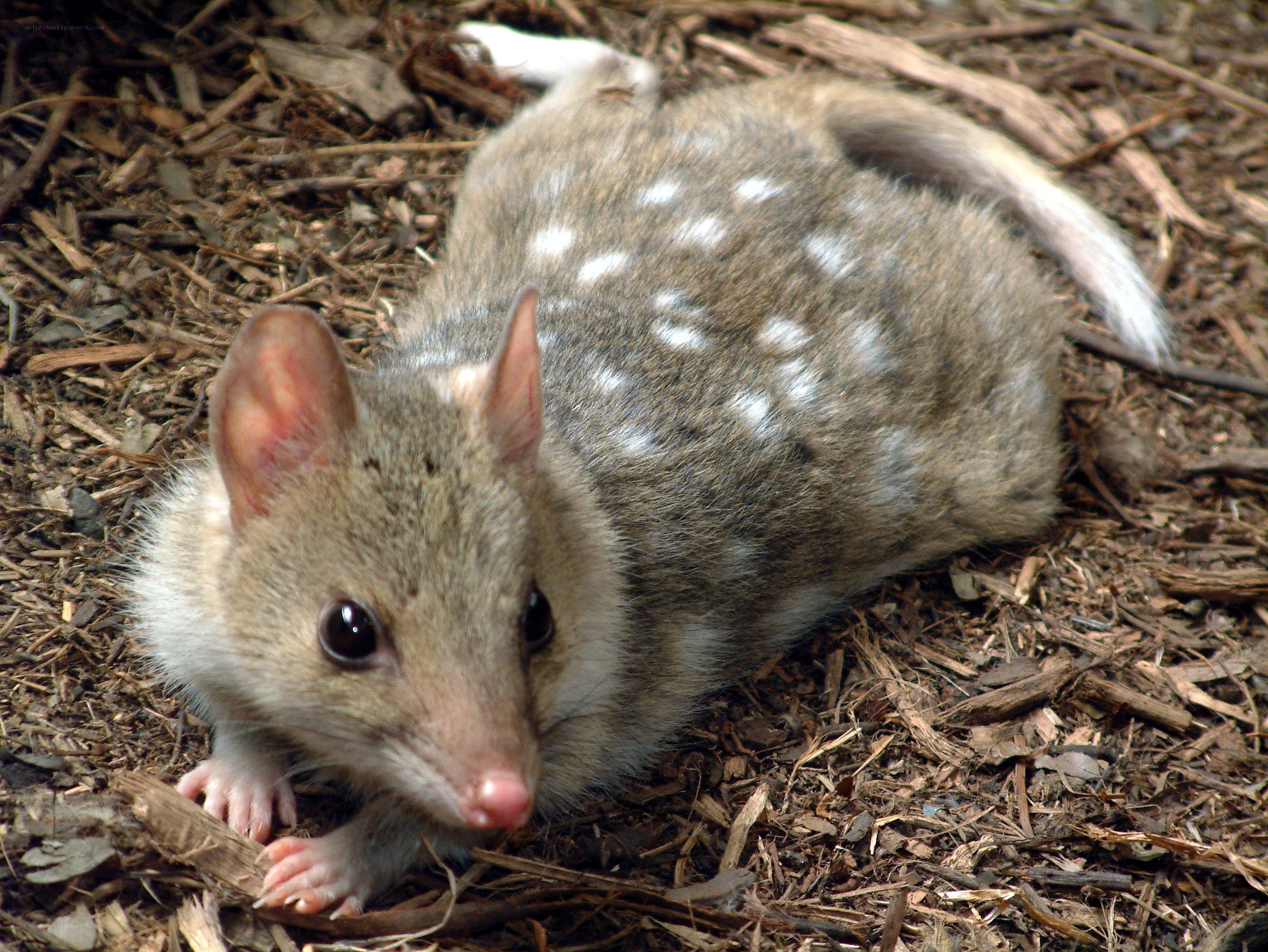 Spotted dasyure on forest floor