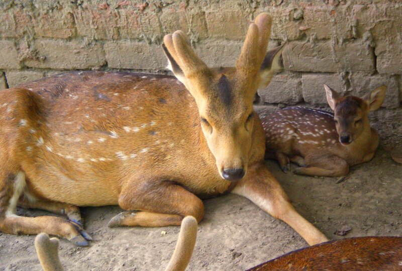 Spotted Deer and Fawn — Brown